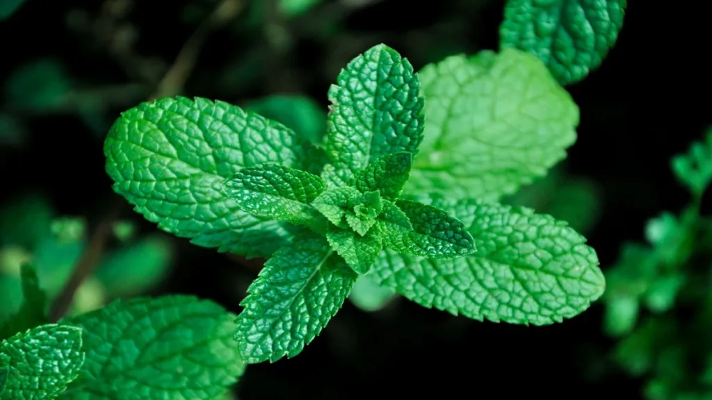 Nane Ballıbabagiller (Lamiaceae)