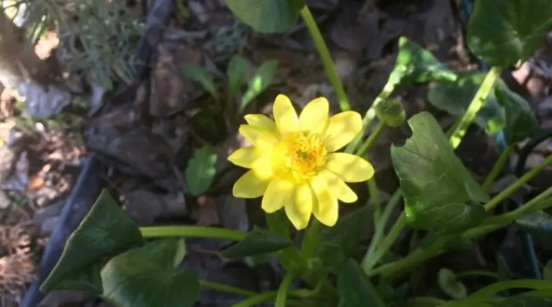 Düğün Çiçeği (Ranunculus bulbosus) 