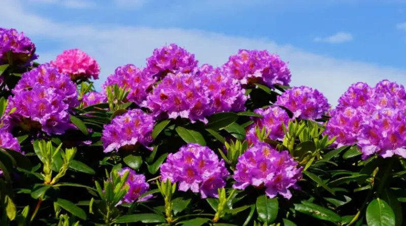 Orman gülü (Rhododendron tomentosum)