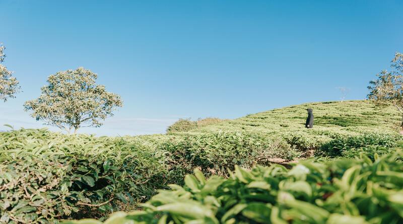 Seylan Çayı Sri Lanka çay tarlası