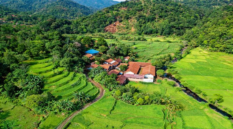 Seylan Çayı Sri Lanka