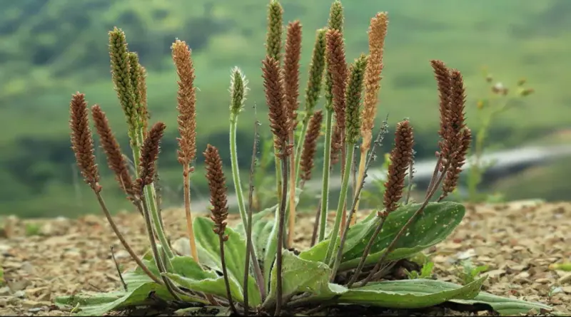 Sinir otu (Plantago major) bitkisi