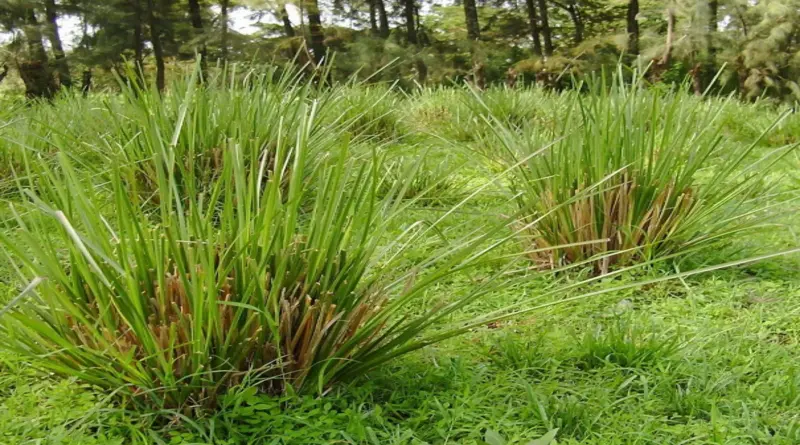 vetiver özellikleri