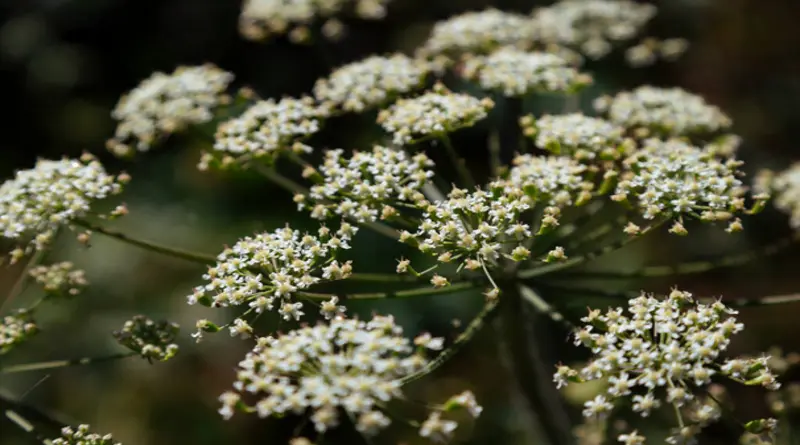 Yavşan otu (Conium maculatum)