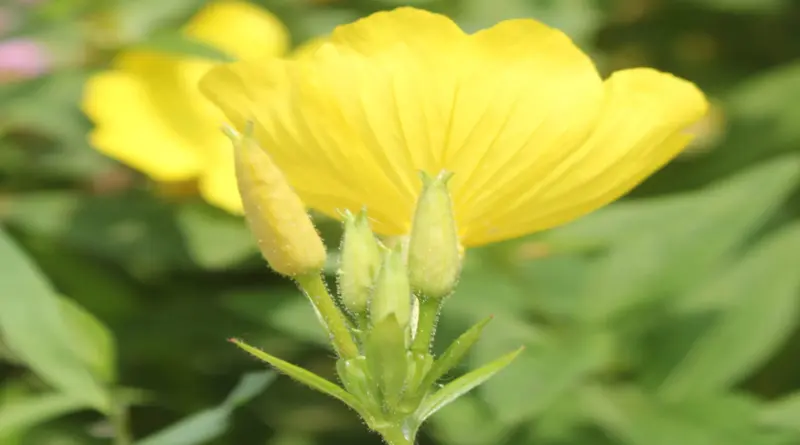 Eşek Otu (Oenothera biennis),