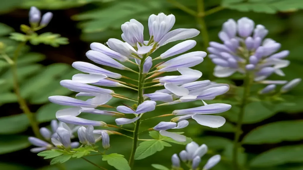 Meyan Bitkisi (Glycyrrhiza glabra)