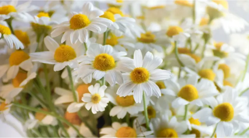 Papatyagiller (Asteraceae) familyası