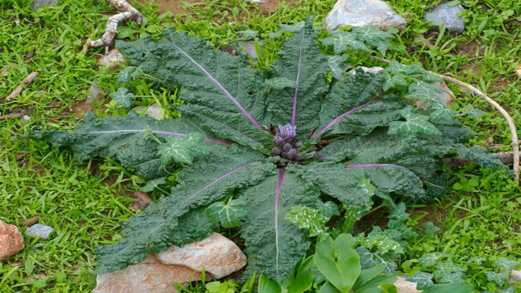 adam otu kökü nasıl kullanılmalı