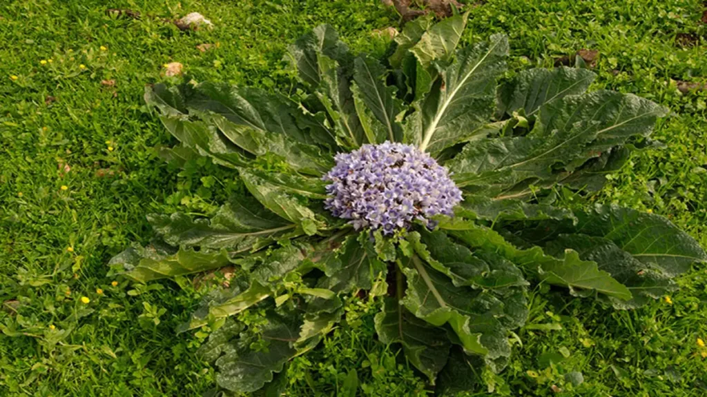 tıbbi faydalar