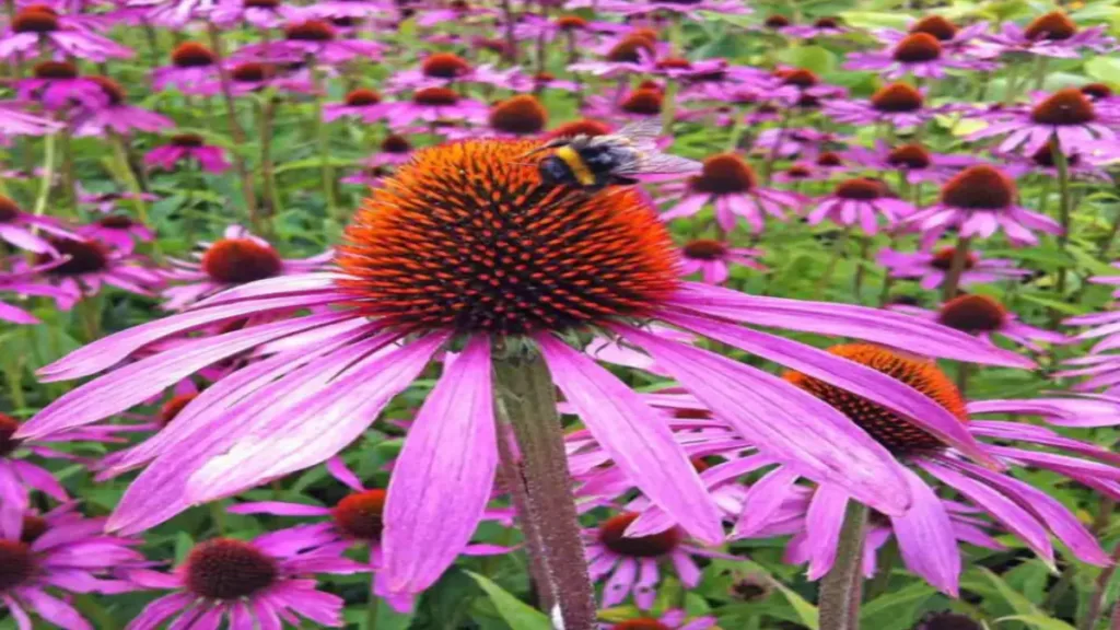 Ekinezya (Echinacea) nasıl yetiştirilir bakım tavsiyeleri