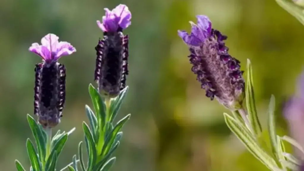 karabaş bitkisi sağlık faydası