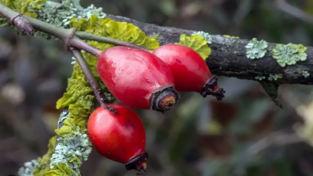 Kuşburnu (Rosa canina) hakkında