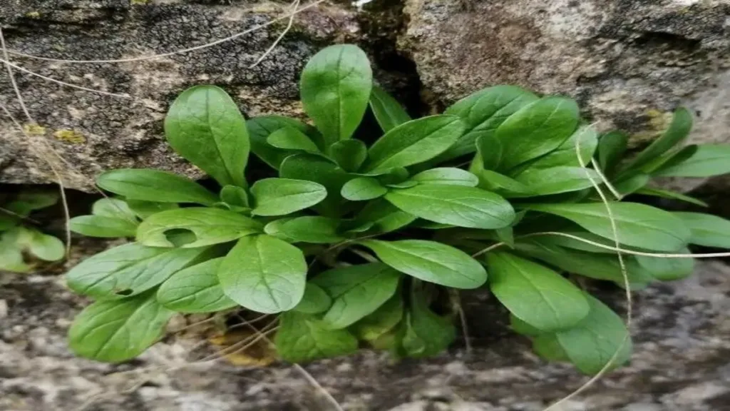 . Minik Yapraklı Kuzugöbeği (Valerianella rimosa):