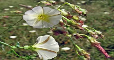 Mahmude otu (Convolvulus scammonia) nedir