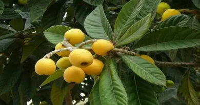 malta eriği (eriobotrya japonica) özellikleri