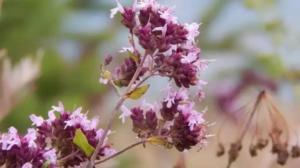 mercanköşk bitkisinin sağlık faydası