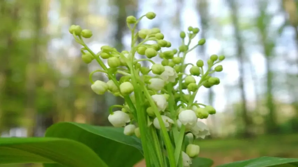 müge çiçeği Müge bitkisi (Convallaria majalis) genel