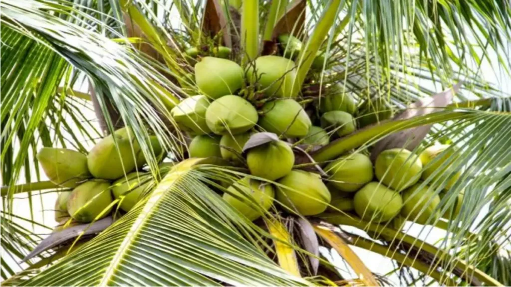 (Cocos nucifera)