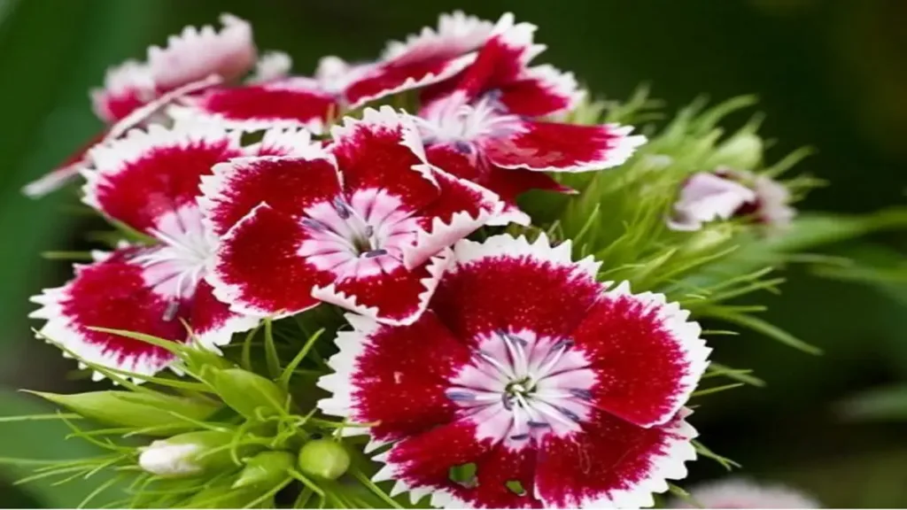 Dianthus barbatus)