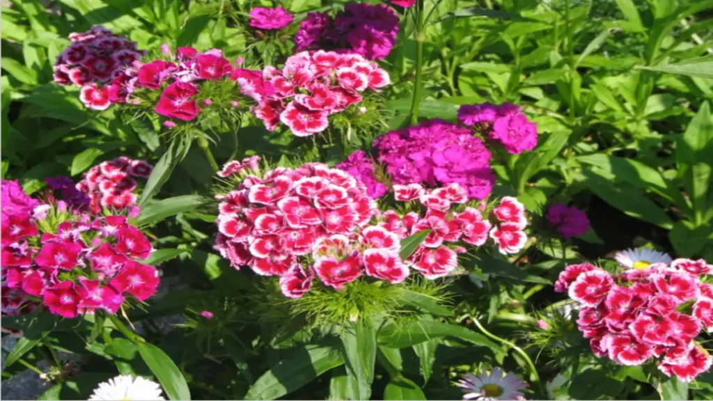 Hüsnüyusuf çiçeği (Dianthus barbatus)