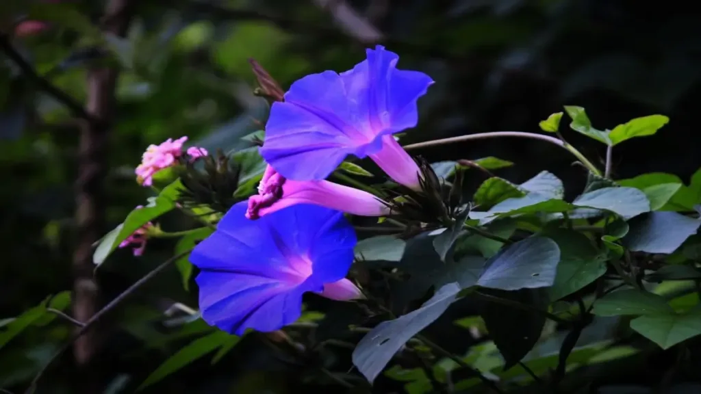 Kahkaha çiçeği nedir (Ipomoea purpurea)