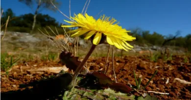 Karahindiba (Taraxacum officinale)