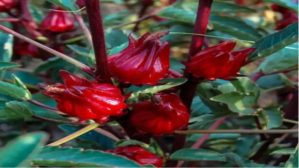 Kerkede (Hibiscus sabdariffa) 