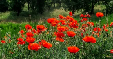 Gelincik otu (Papaver rhoeas)