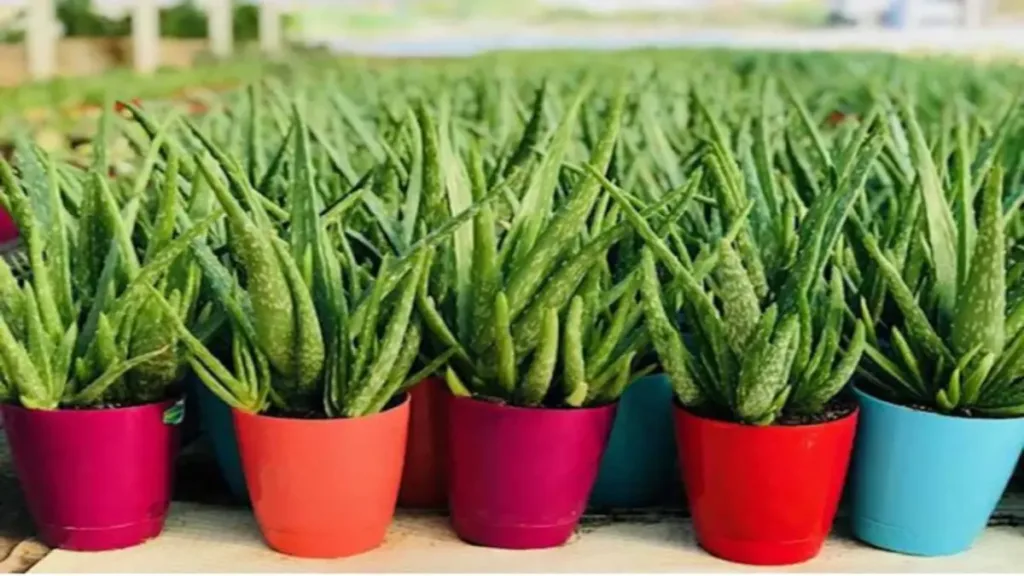 Aloe Vera Yetiştirme 