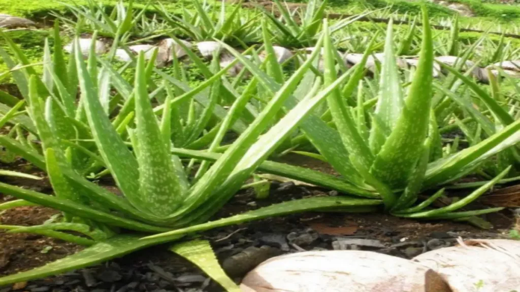 Aloe Vera Kimyasal Bileşimi