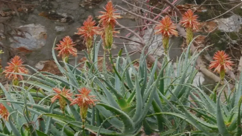 Aloe Vera Kullanımı