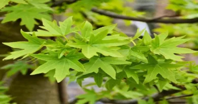 Anadolu sığla ağacı (Liquidambar orientalis)