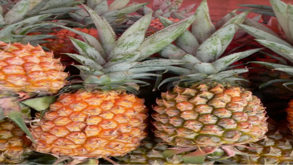 Ananas (Ananas comosus)