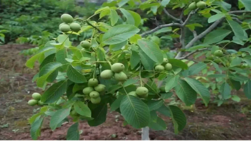  AğacınEkolojik Rolü ve Korunması