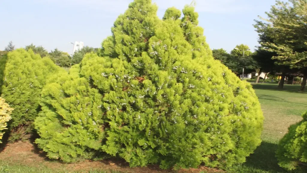 Doğu Mazısı (Platycladus orientalis) - Doğal Habitat ve Kökeni