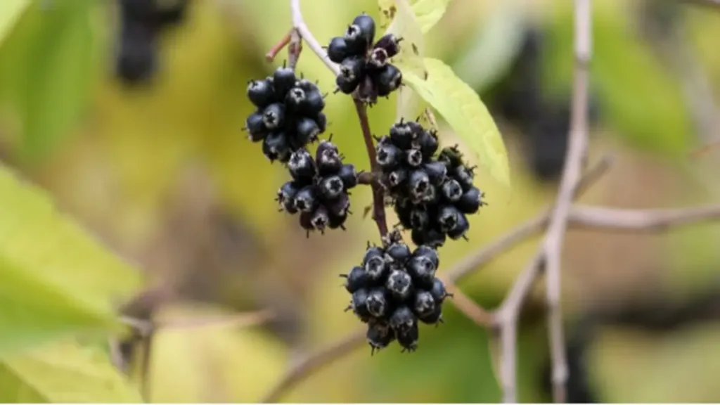 sibirya Ginseng Ticari Kullanımı