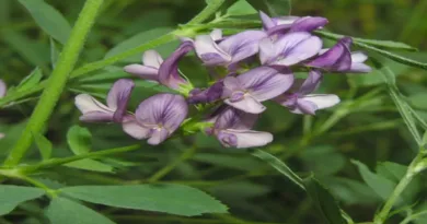 Yonca Bitkisi (Medicago sativa)