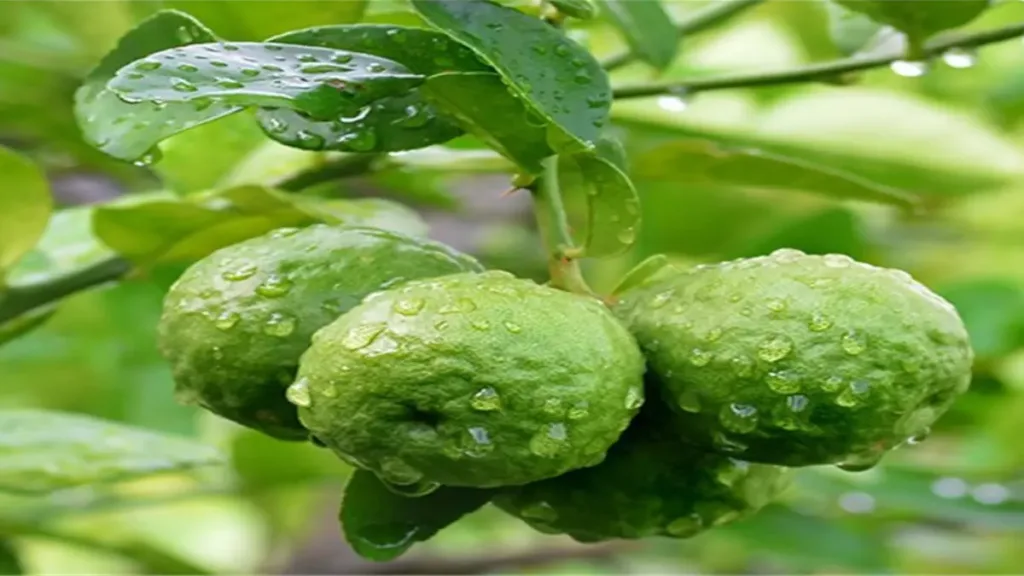 Bergamot uçucu yağı nasıl kullanılır?
