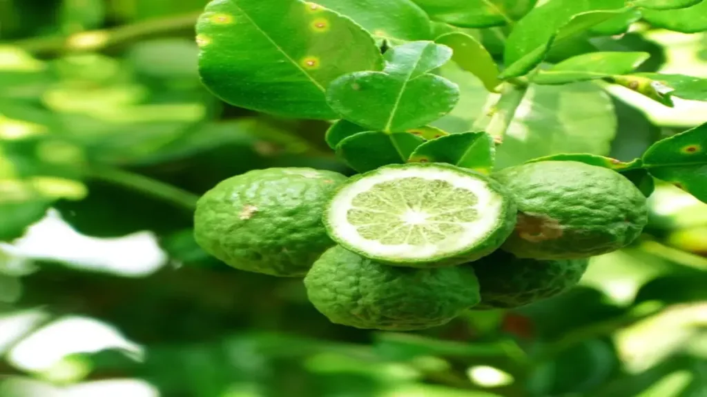 Bergamot türkiyede nerede yetişir?
