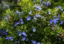 Biber yavşanı (Teucrium cavernarum),