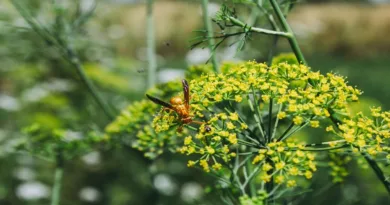 Rezene bitkisi (Foeniculum vulgare)