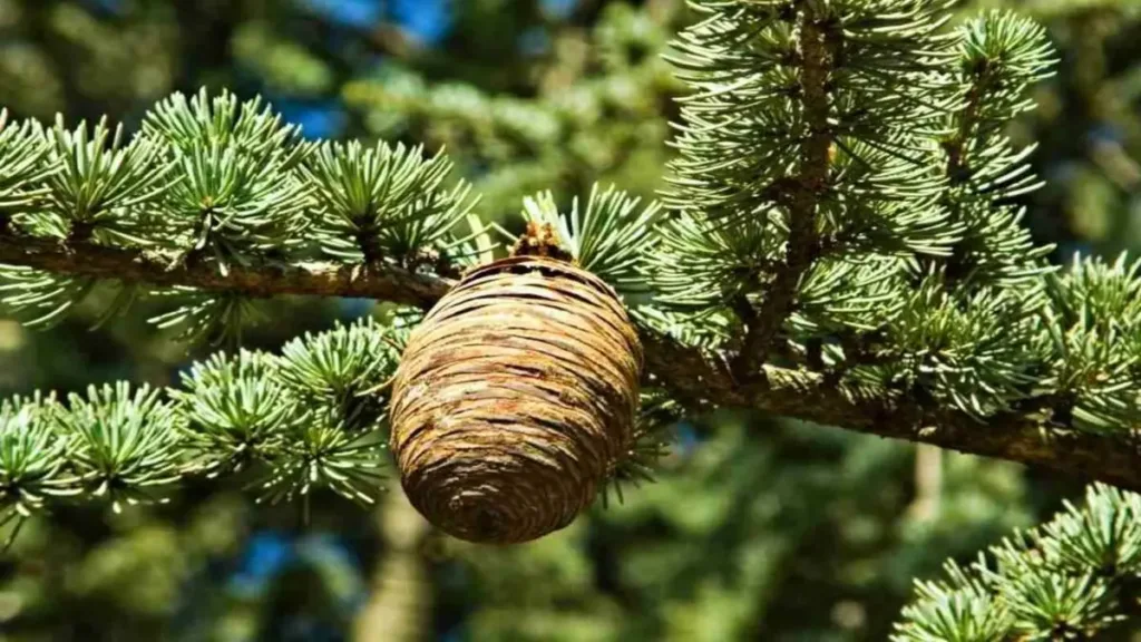 Sedir ağacı yağı nasıl tüketilir?
