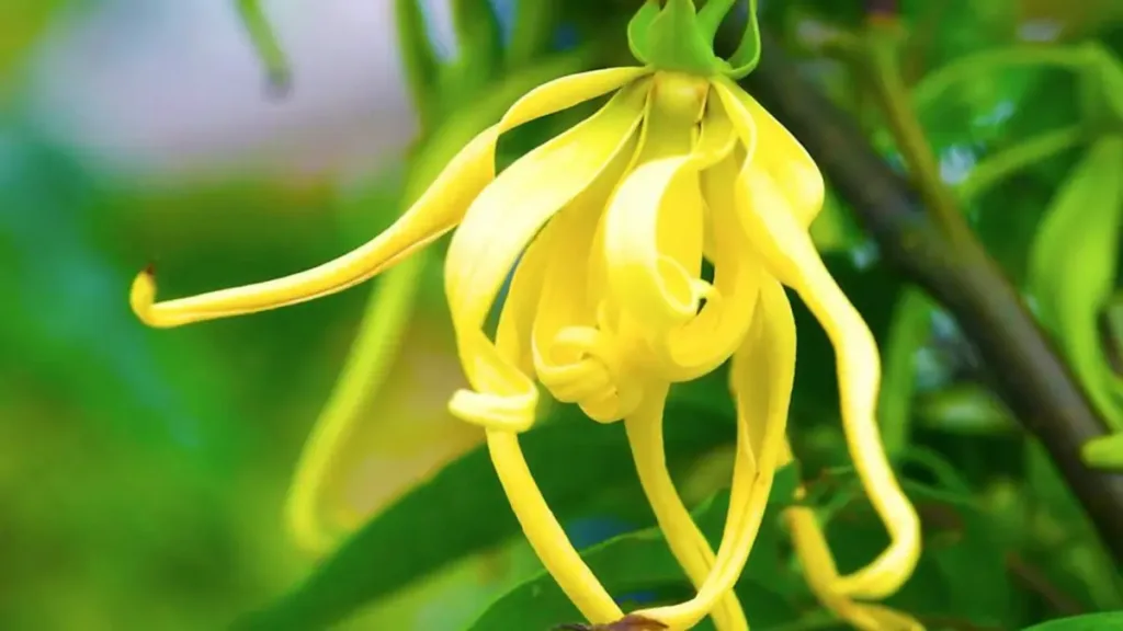 Ylang Ylang Yağı Nedir?