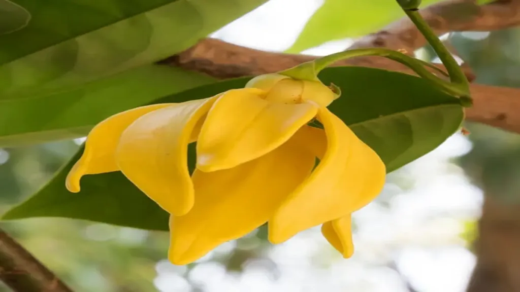 Ylang ylang kokusu neye iyi gelir?
