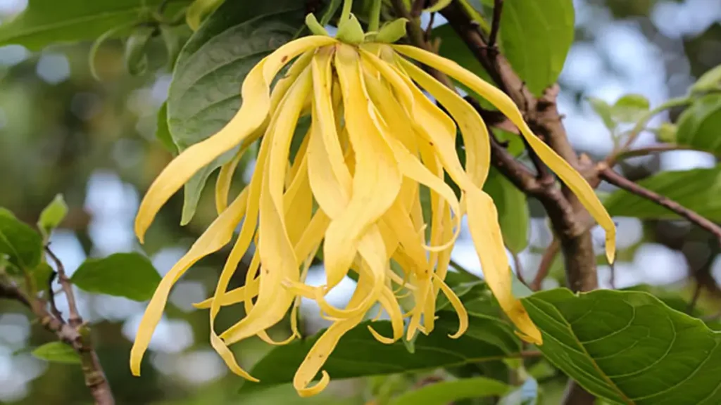 Ylang ylang yağı nasıl seyreltilir?
